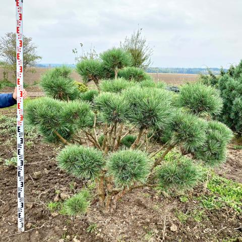 Pinus sylvestris 'Watereri' | bonsai (C Qual.)